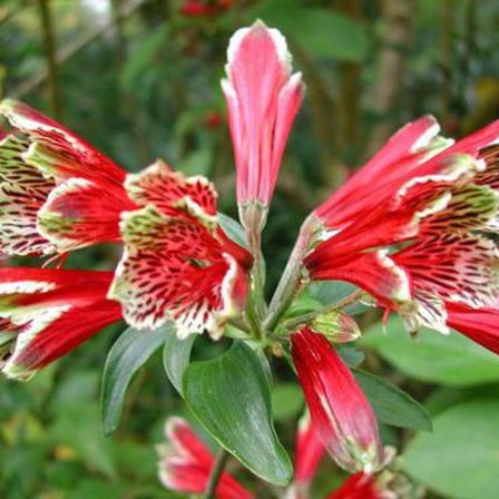 Alstroemeria psittacina