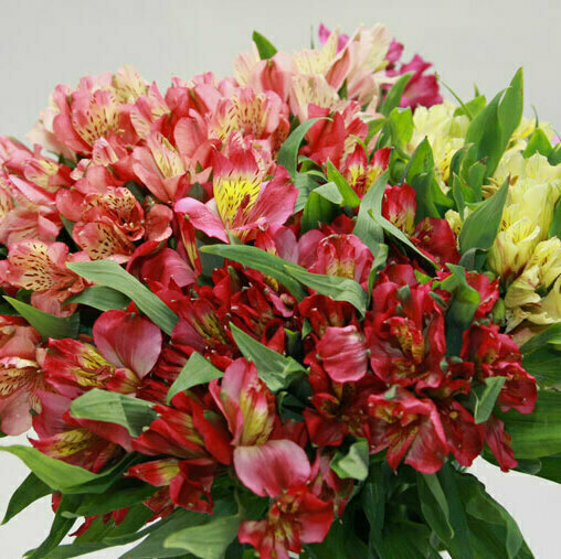 Mixed colours Standard