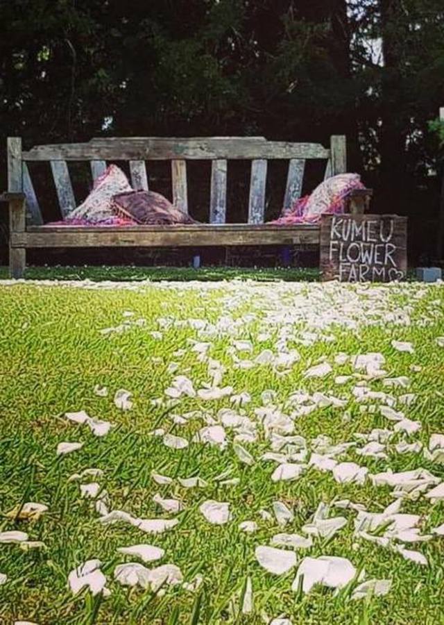 Fresh Rose heads (for petals) - NZ Grown (Non edible)