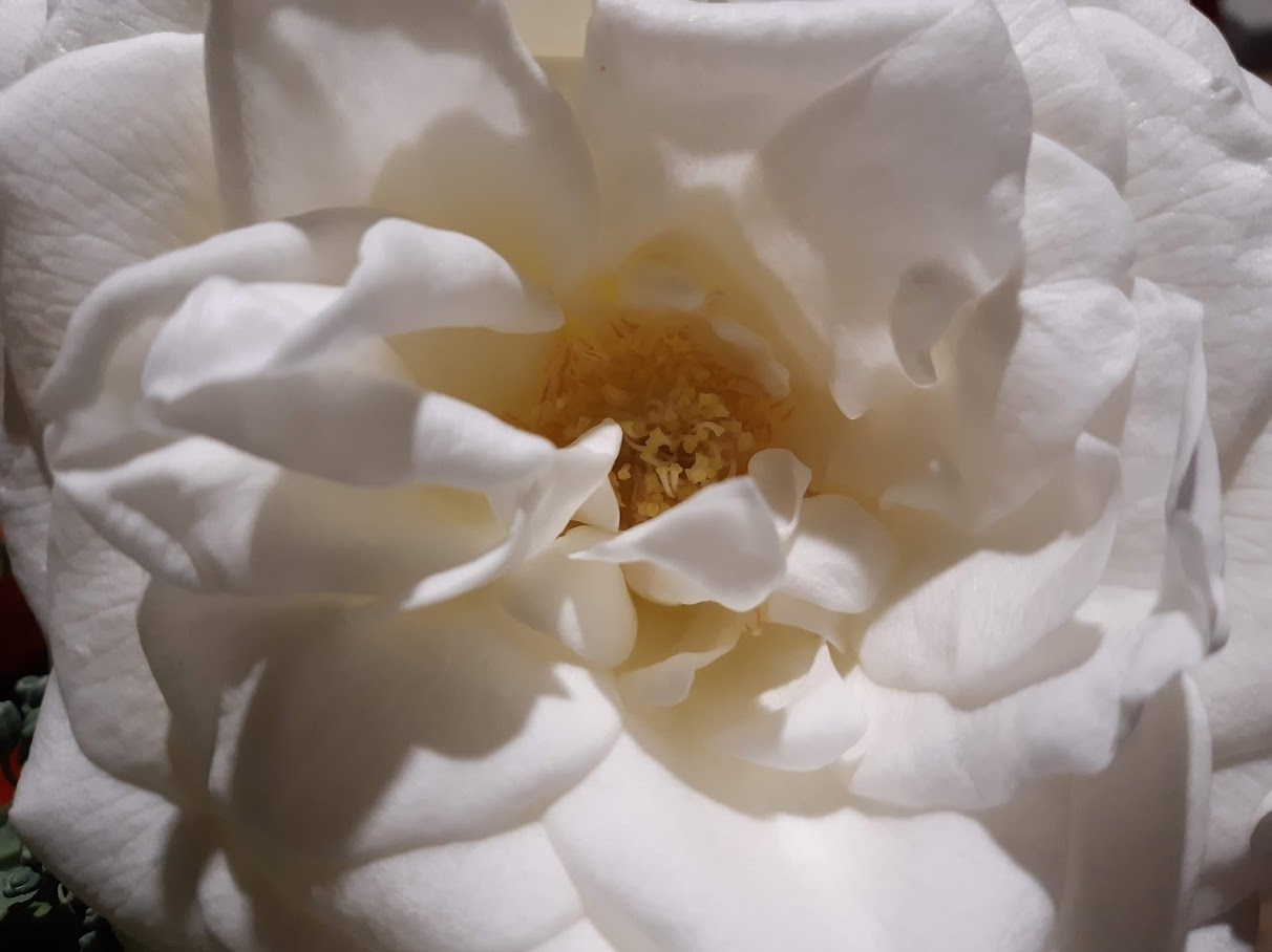 White and/or Pink Only