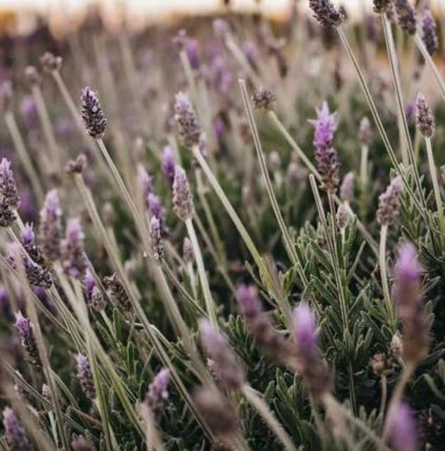Lavender - Cut Foliage