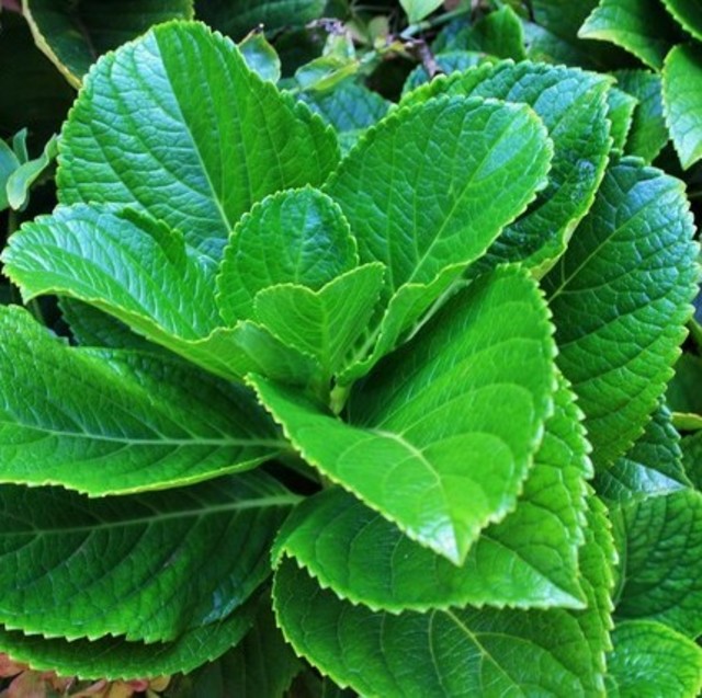 Hydrangea - Cut Foliage