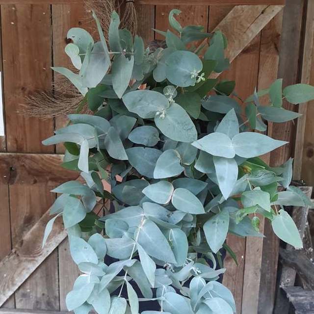 Fresh Gum - Cut Foliage