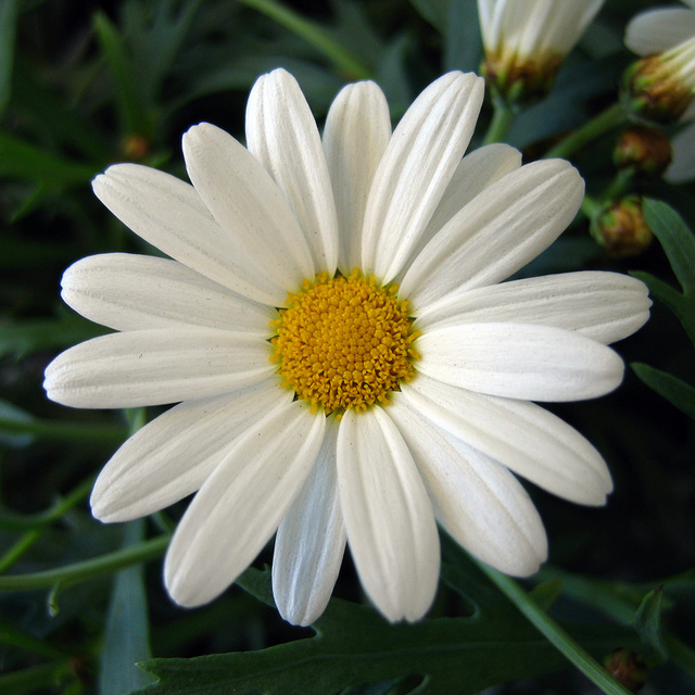 Margarete Daisy