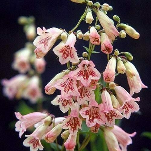 Penstemon 'Hidcote Pink'
