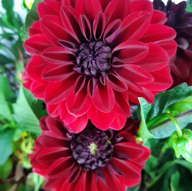 Dahlia - Mixed colours