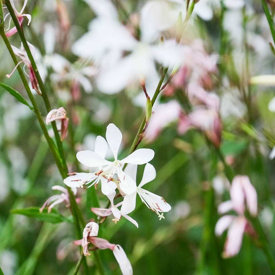 Gaura 'Sparkle White'