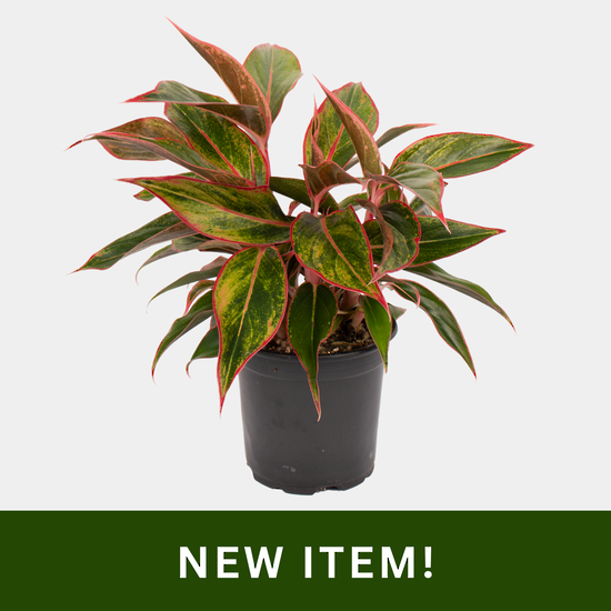 Aglaonema Siam Aurora