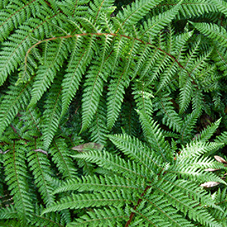 NZ Native Foliage Mix